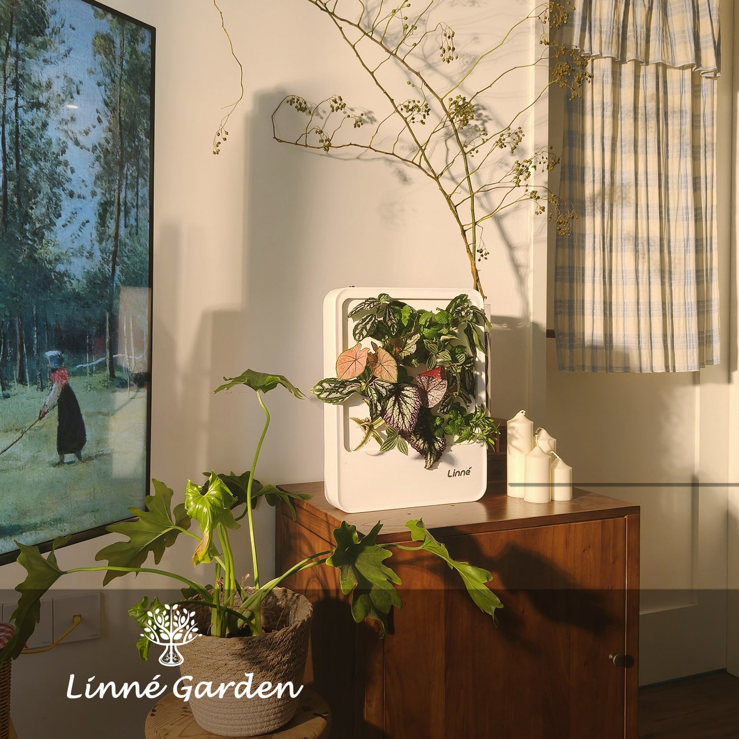 Begonia’s Aquatic Revival: From Broken Leaves to Living Art – Small Joys in Life