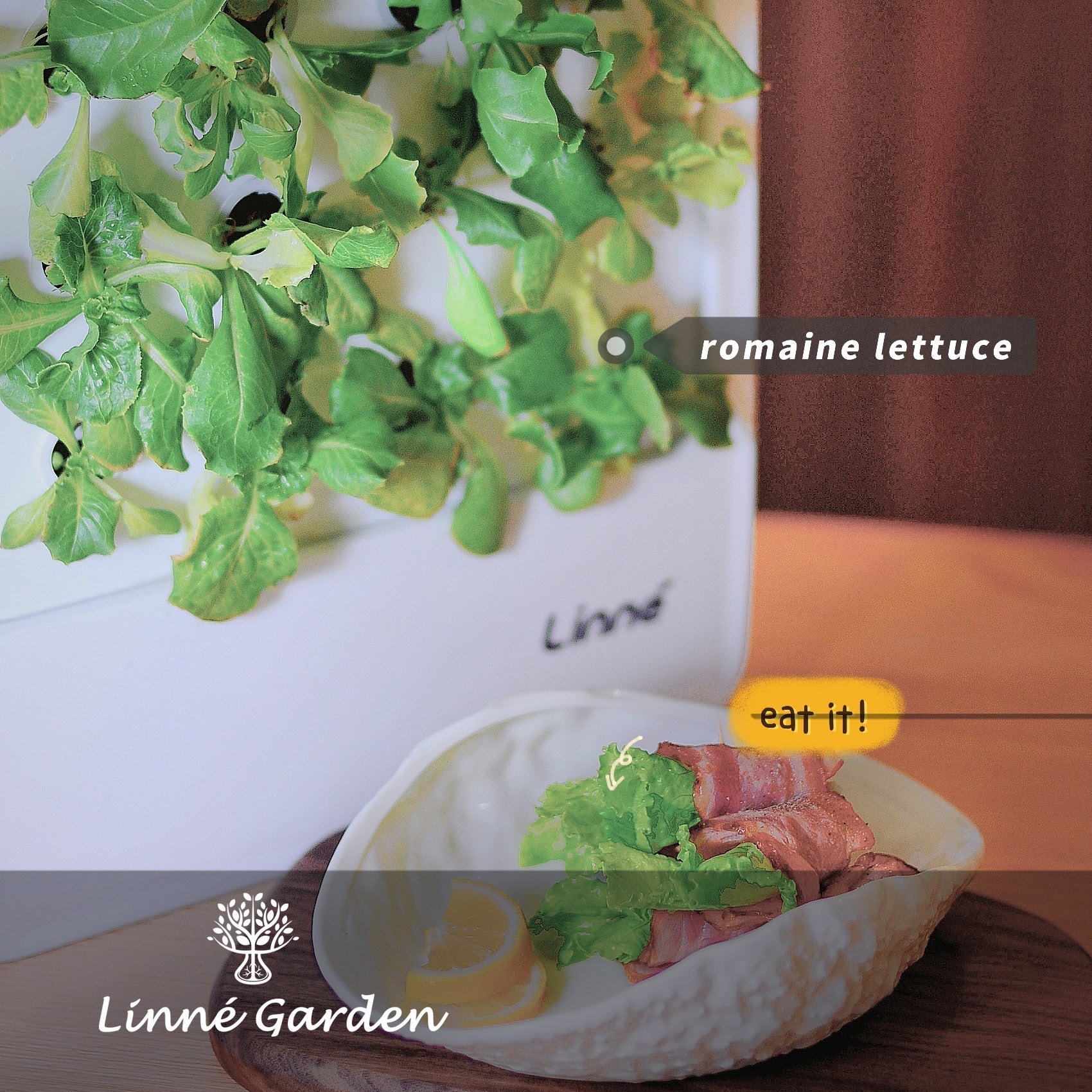 From Seed to Delectable Dish, Unlock the Nutritional peak of Vegetables