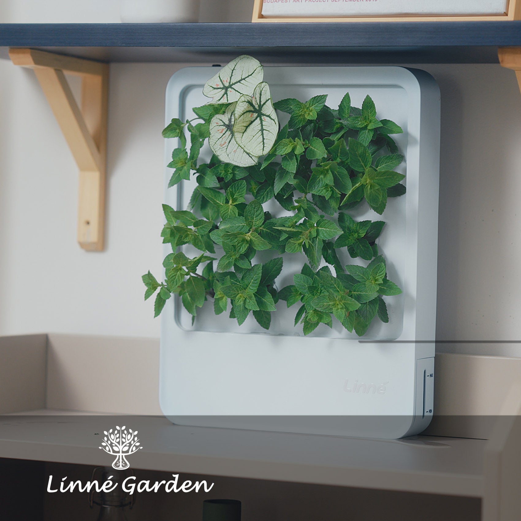 Wall Garden: Creating My Urban Jungle Oasis with Hydroponic Plants