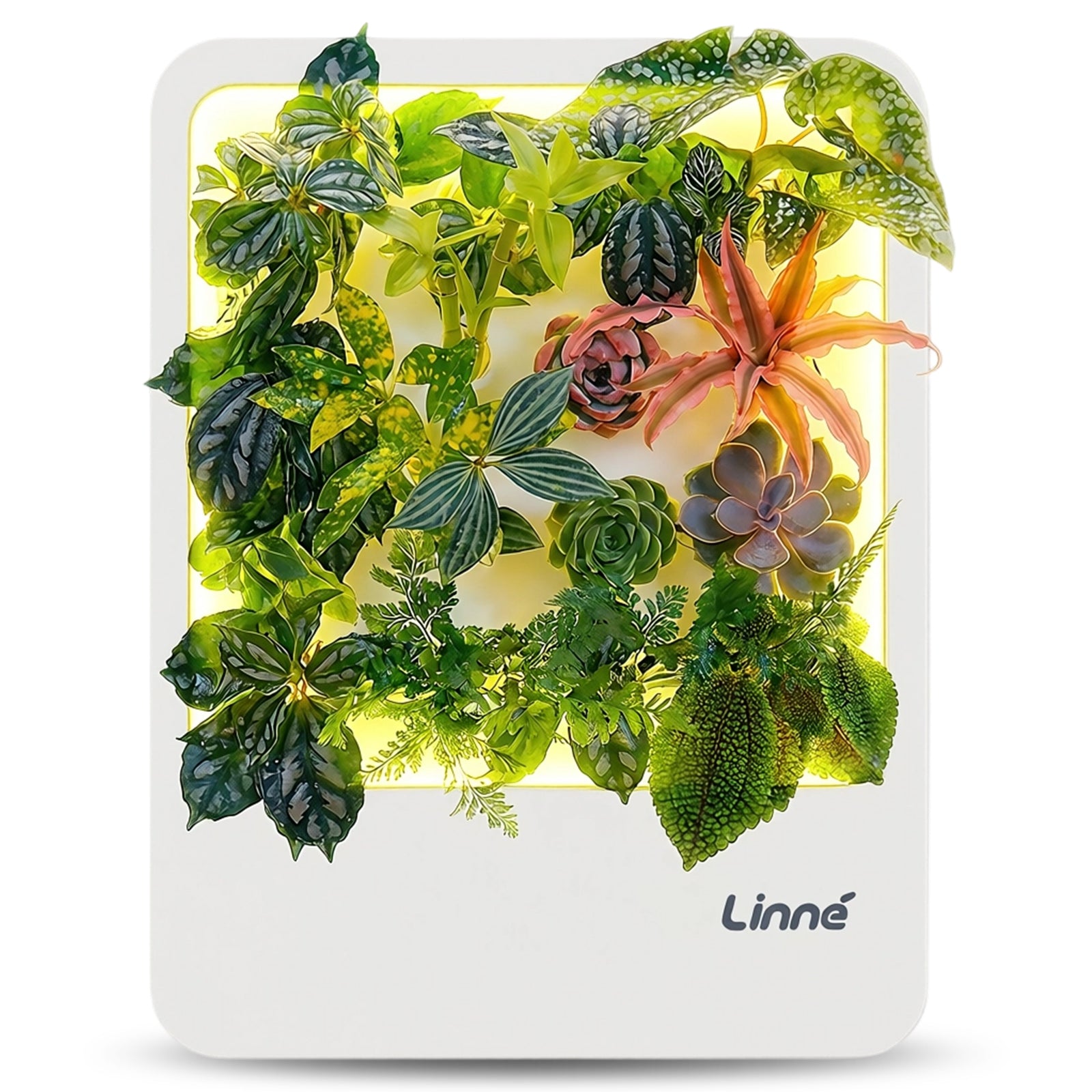 Linne – Das lebende Gemälde