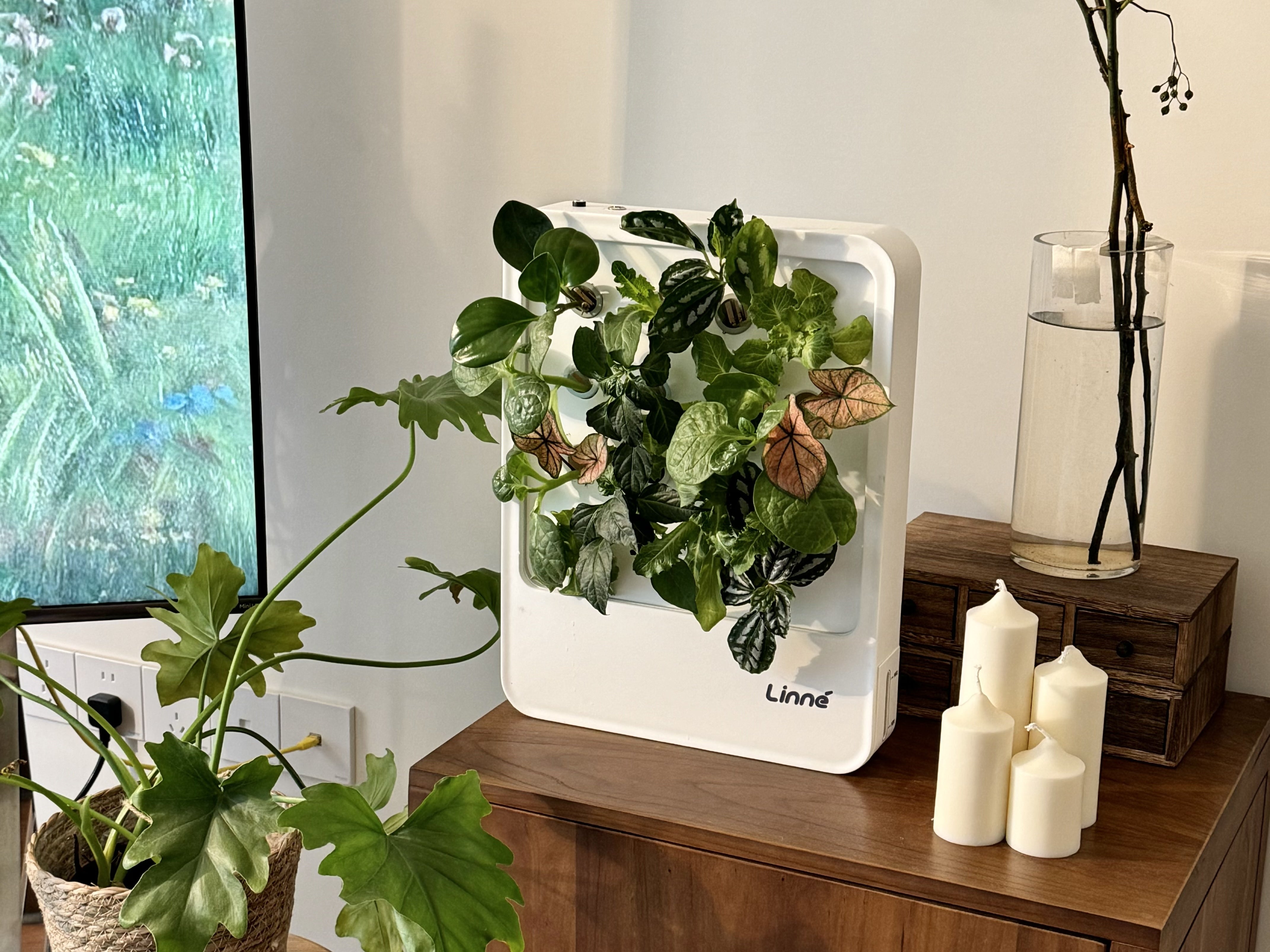LinneBox Ⅰ-LinneGarden™