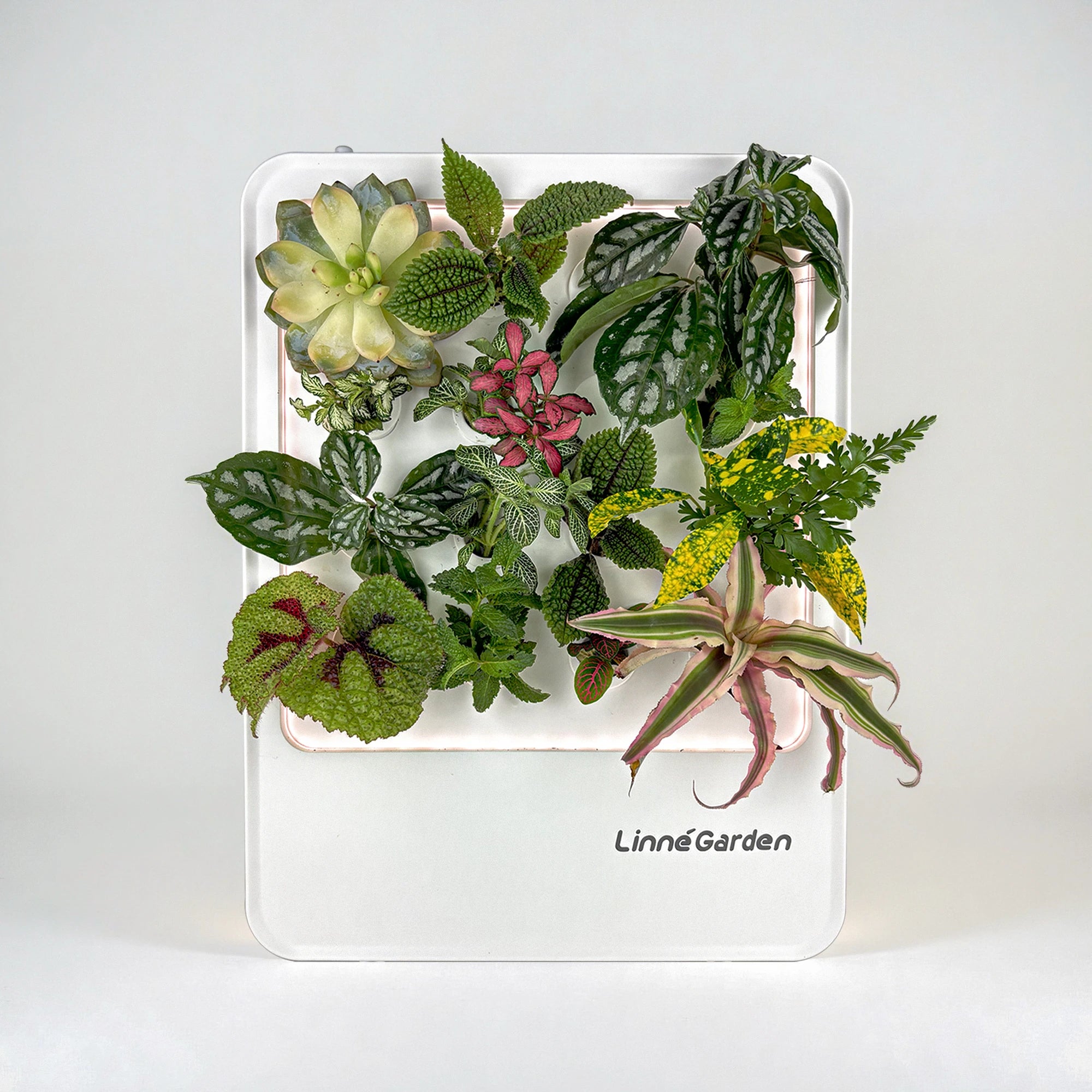 LinneBox-The Living Painting