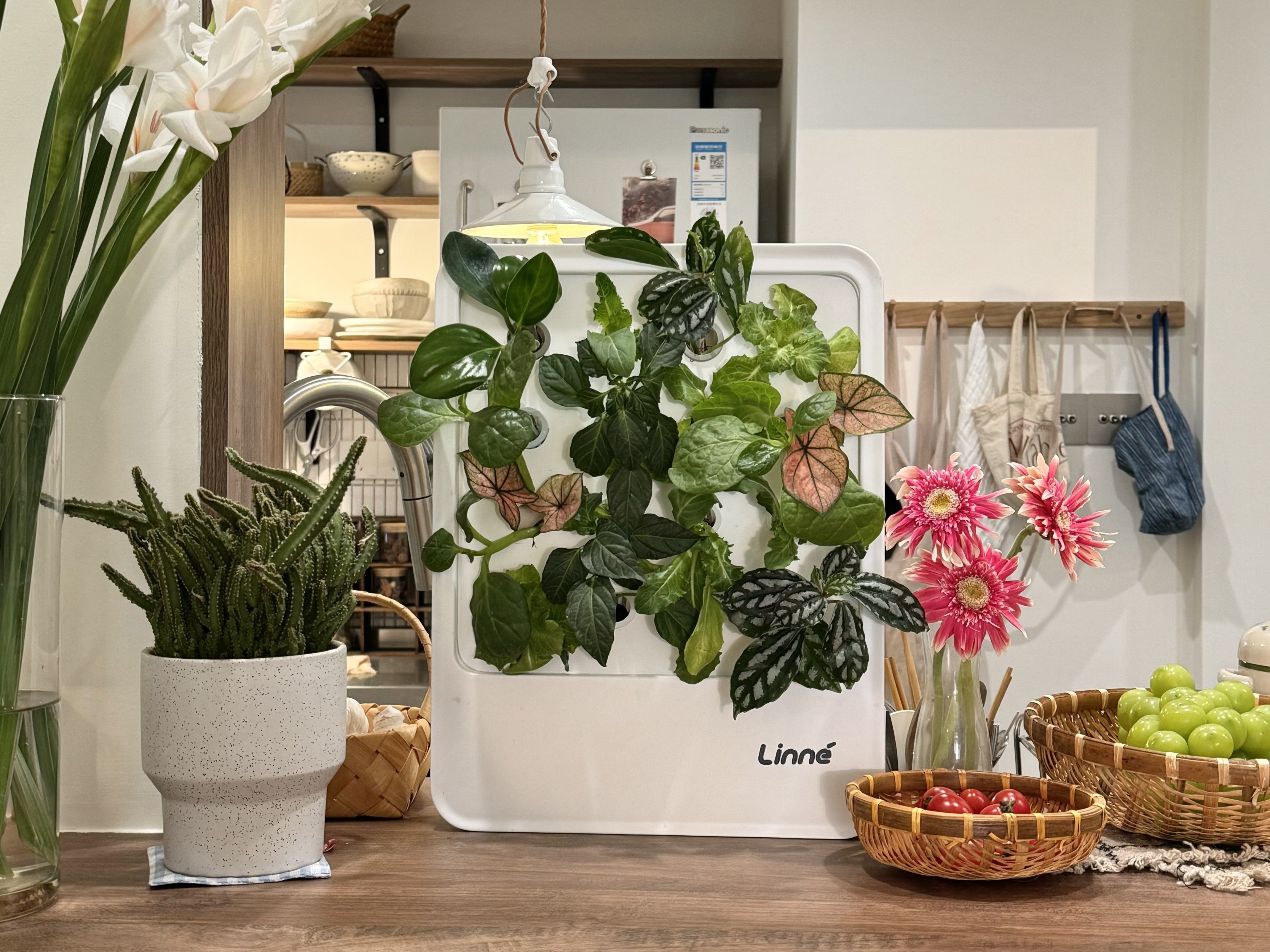 LinneBox Ⅰ-LinneGarden™