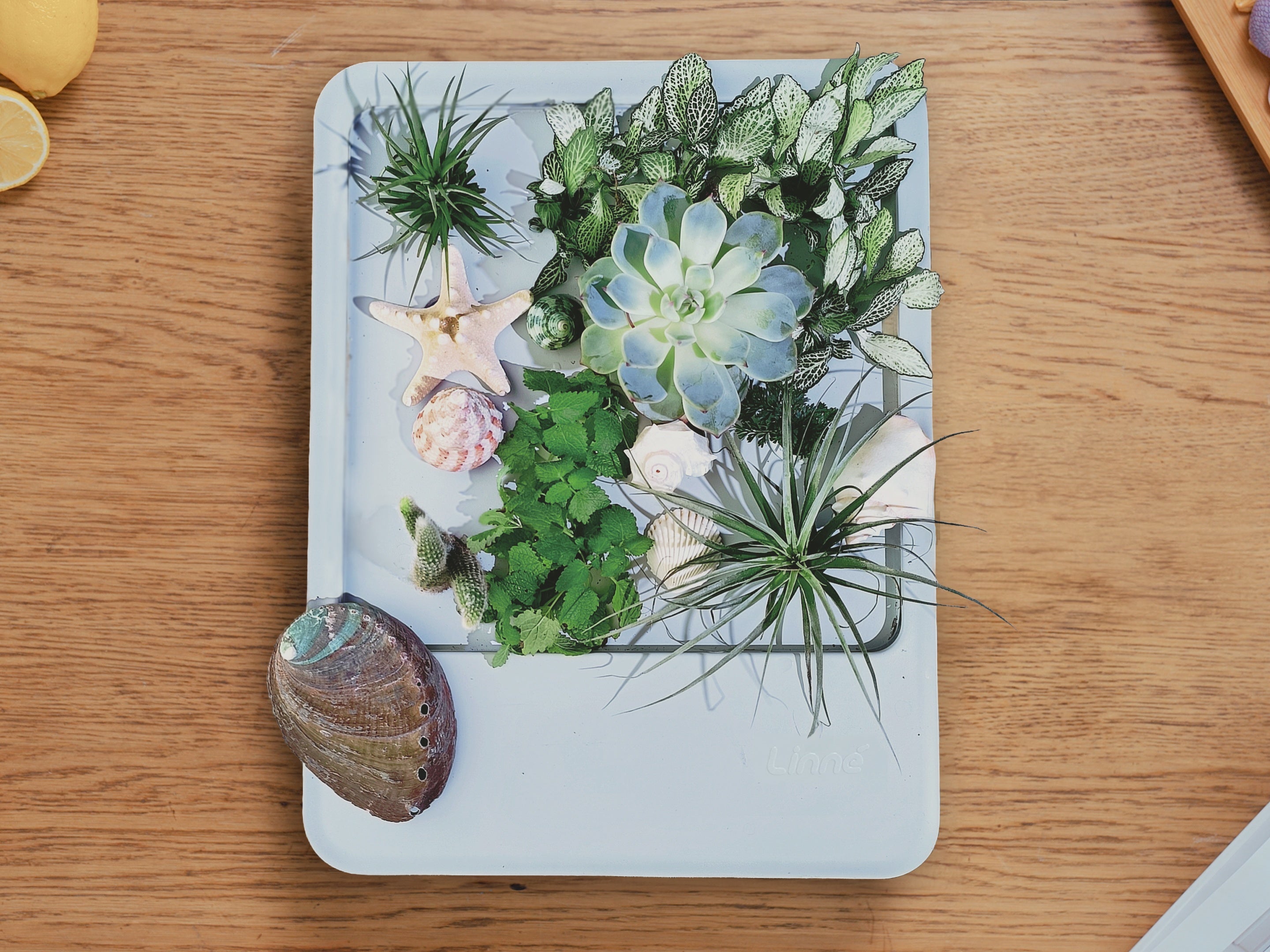 LinneBox Ⅰ-LinneGarden™