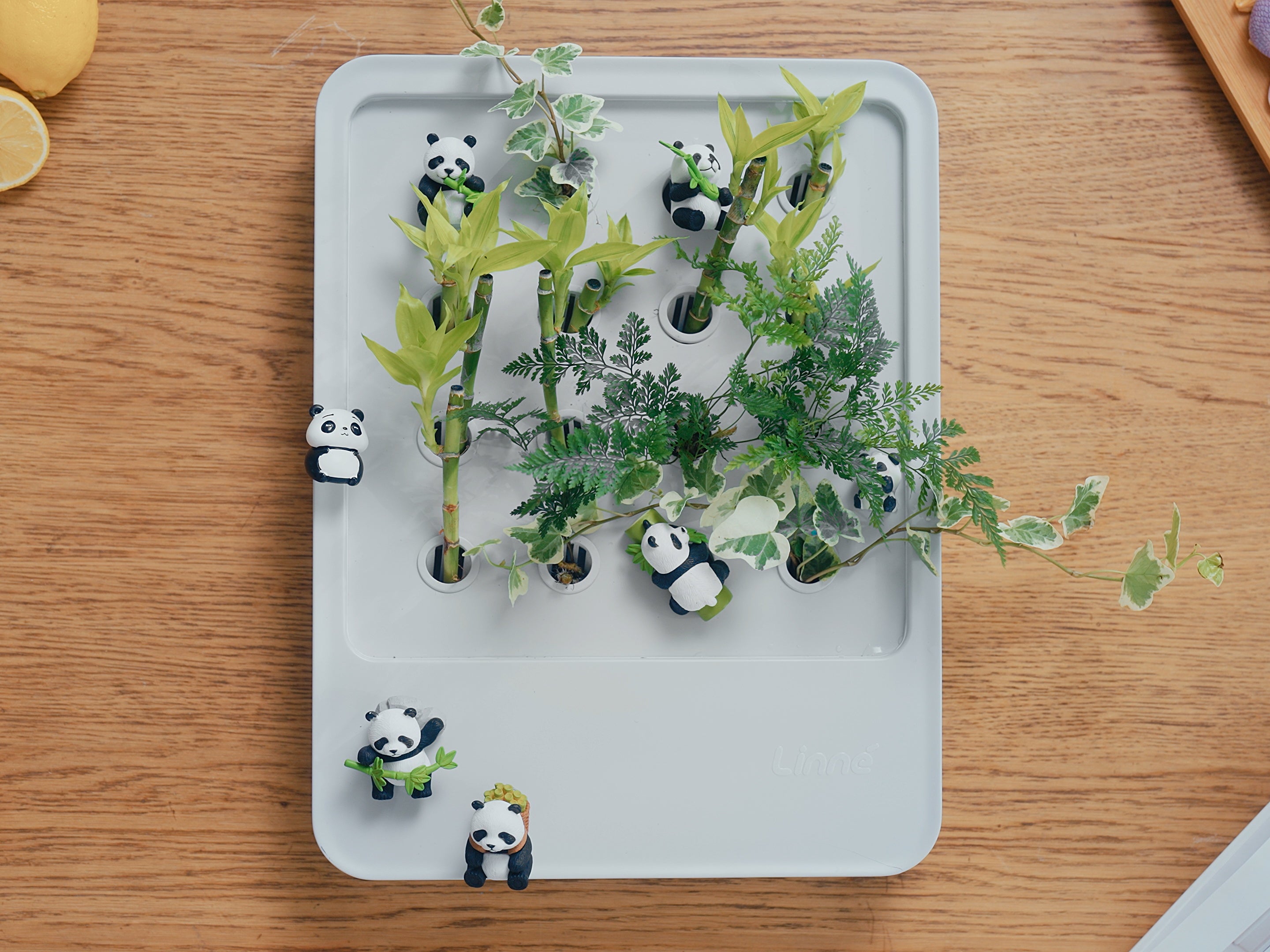 LinneBox Ⅰ-LinneGarden™