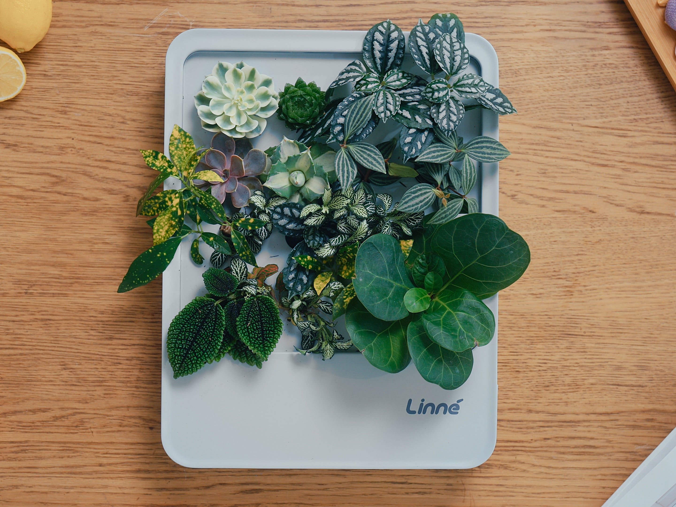 LinneBox Ⅰ-LinneGarden™