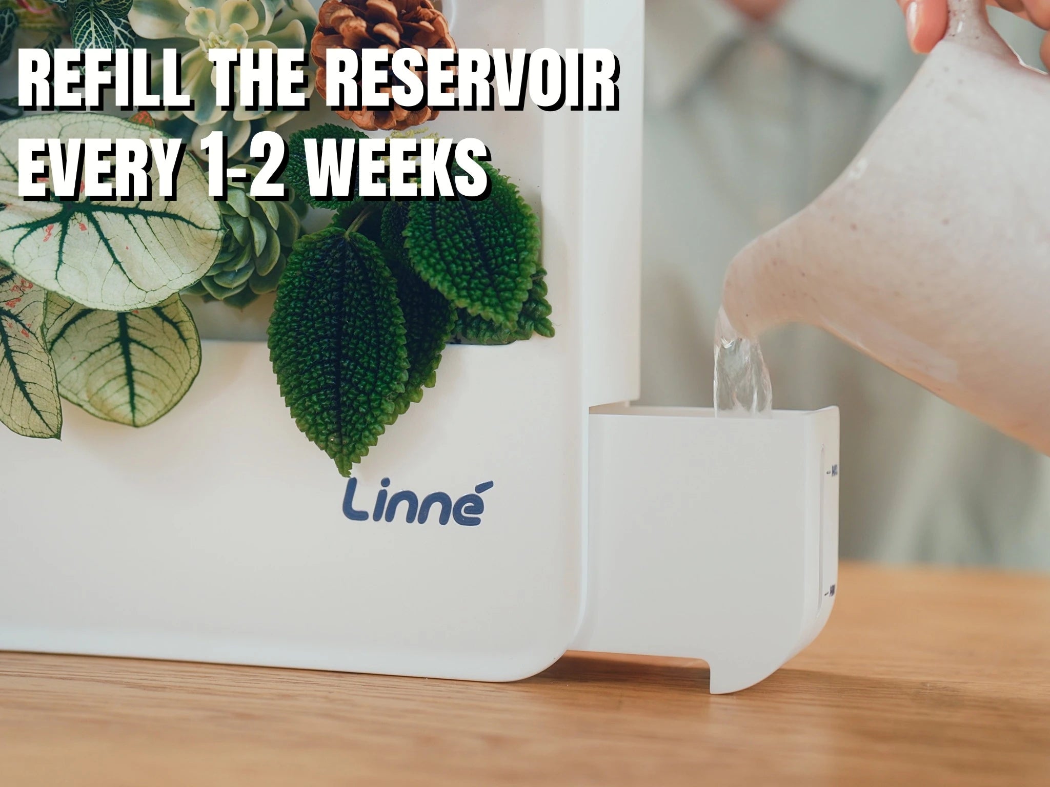 LinneBox-The Living Painting