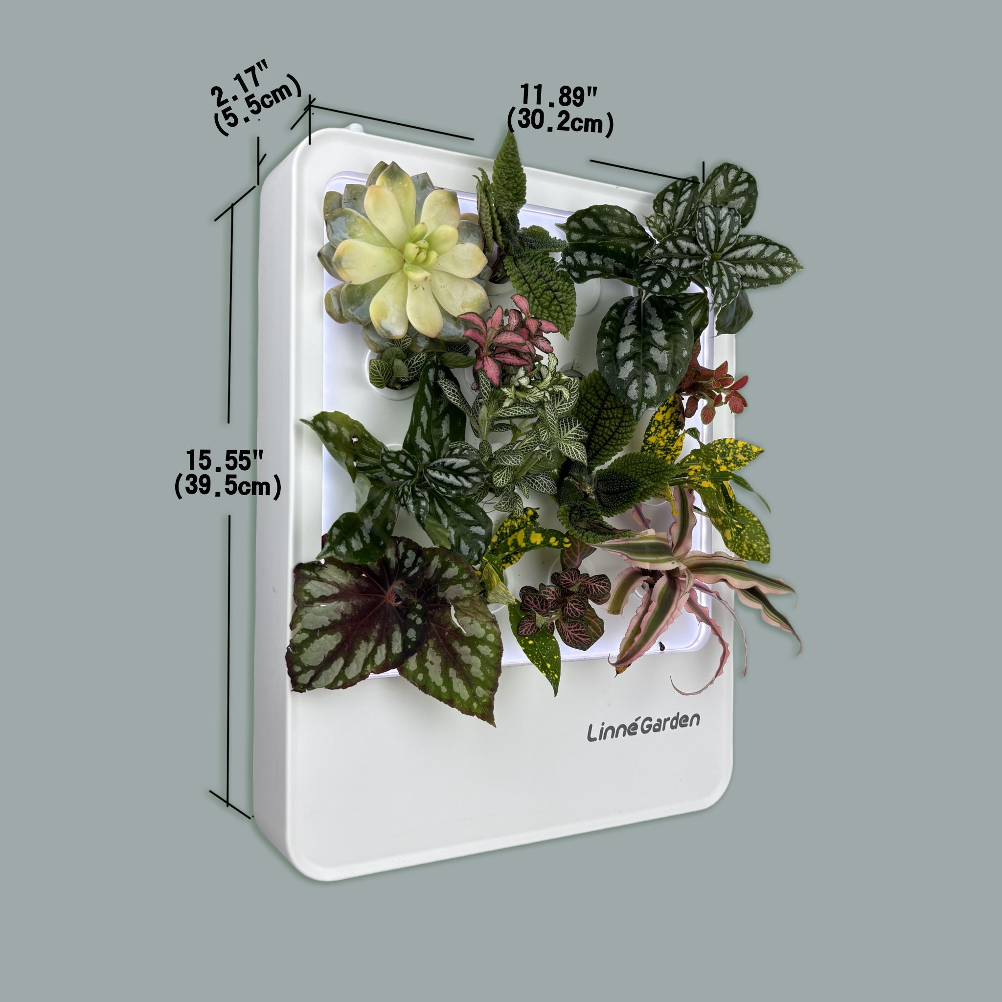 Linne – Das lebende Gemälde